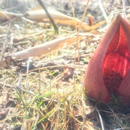 Pension Wildflowers Tateshina  Zewnętrze zdjęcie