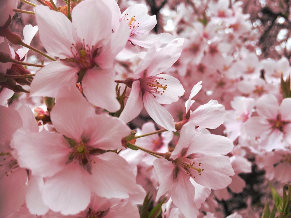 Pension Wildflowers Tateshina  Zewnętrze zdjęcie