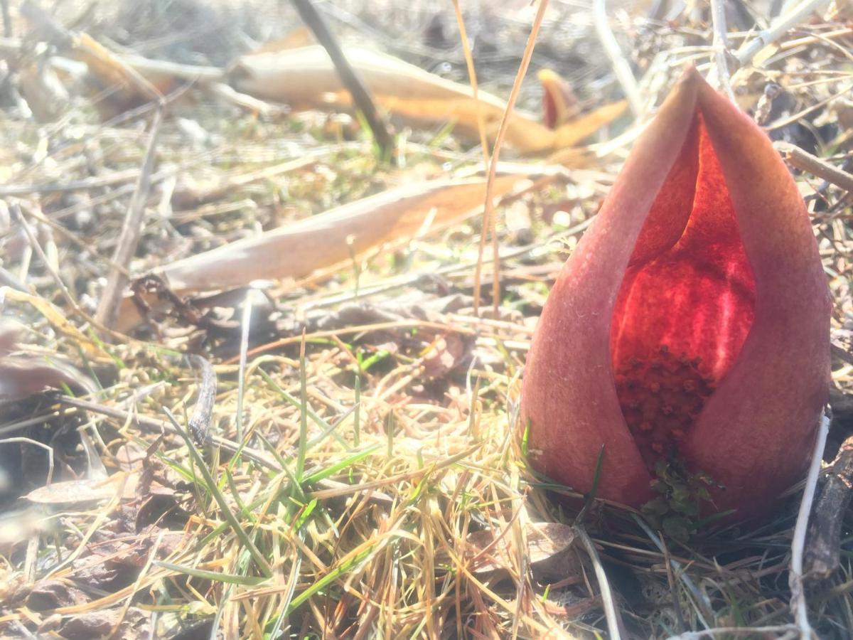 Pension Wildflowers Tateshina  Zewnętrze zdjęcie