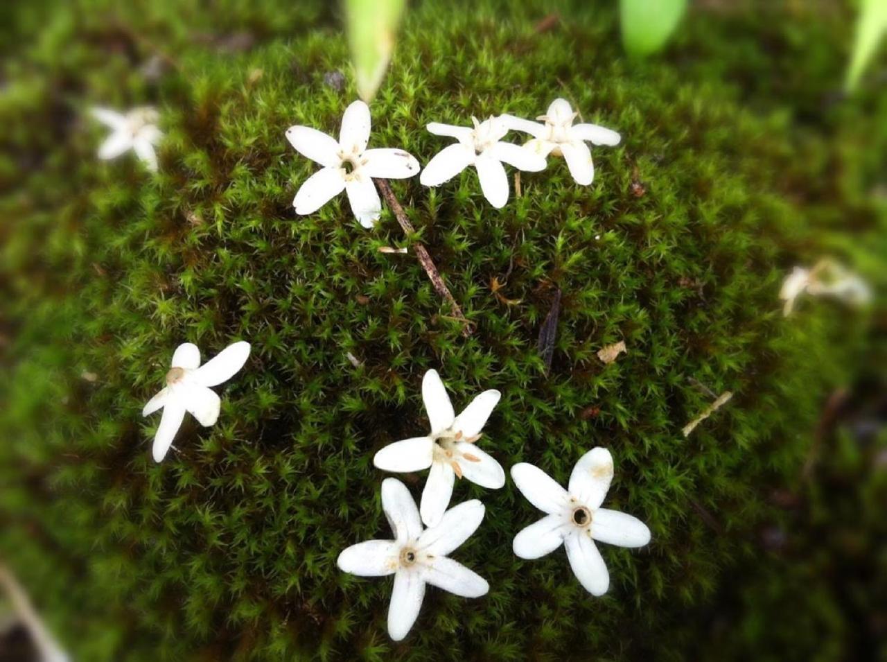 Pension Wildflowers Tateshina  Zewnętrze zdjęcie