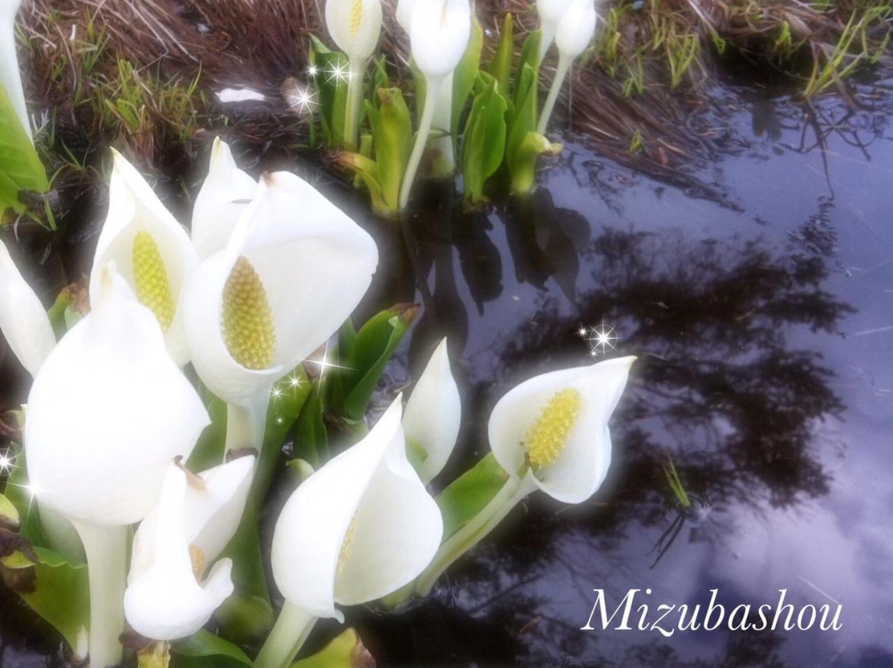 Pension Wildflowers Tateshina  Zewnętrze zdjęcie